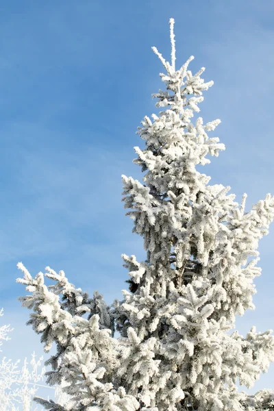 Nature, winter landscape Stock Image