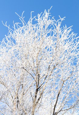 Doğa, kış manzarası