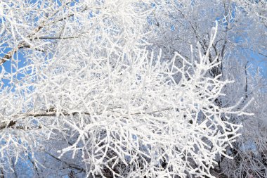 Doğa, kış manzarası