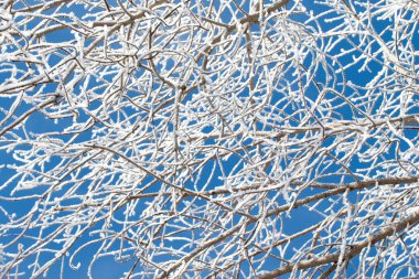 Doğa, kış manzarası