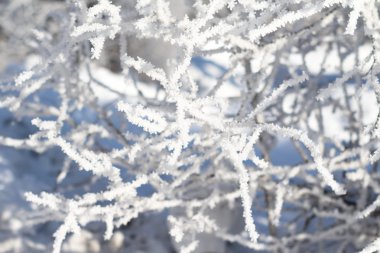 Doğa, kış manzarası