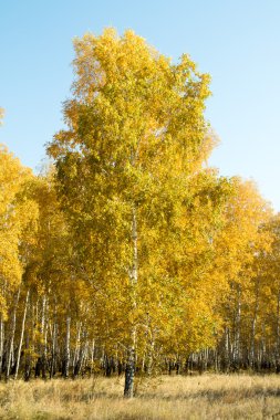 Sonbahar manzara, huş ağacı
