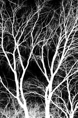 siyah ve beyaz ağaç manzarası