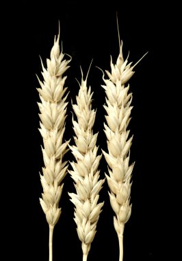 kulak buğday siyah bir zemin üzerine