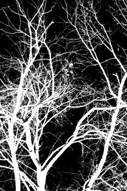 Siyah arkaplanda beyaz ağaç dalları