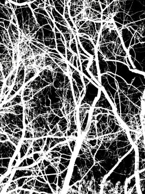 Siyah arkaplanda beyaz ağaç dalları