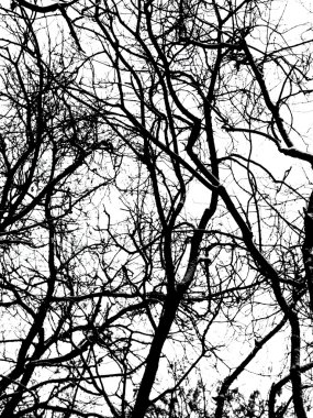 Beyaz arkaplanda ağaç dalları