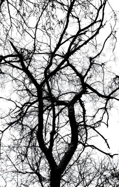 Beyaz arkaplanda ağaç dalları