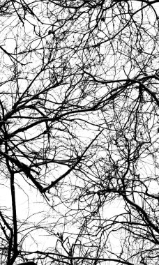 Beyaz arkaplanda ağaç dalları