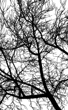 Beyaz arkaplanda ağaç dalları