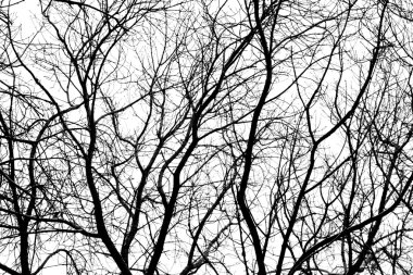 Beyaz arkaplanda ağaç dalları