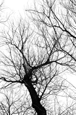 Beyaz arkaplanda ağaç dalları