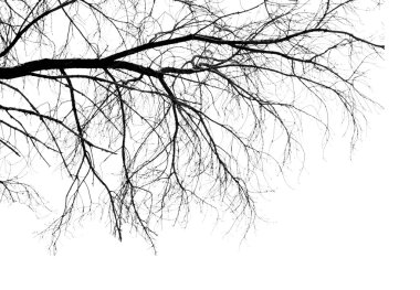 Beyaz arkaplanda ağaç dalları