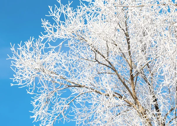 自然, 冬季景观 — 图库照片