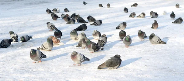Группа голубей на снегу — стоковое фото