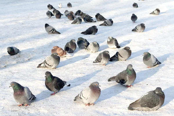 群信鸽在雪地上 — 图库照片