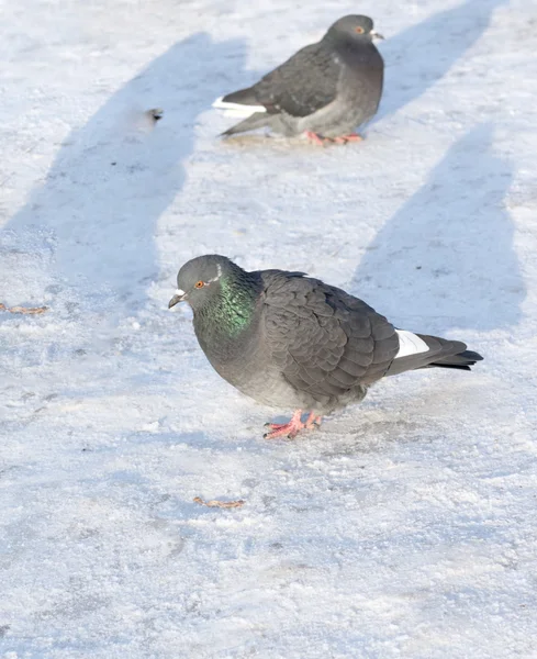 Gruppo di piccioni sulla neve — Foto Stock