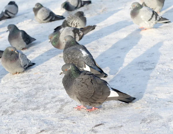 Taubengruppe auf Schnee — Stockfoto