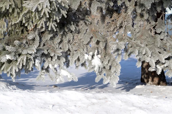Nature, paysage d'hiver — Photo