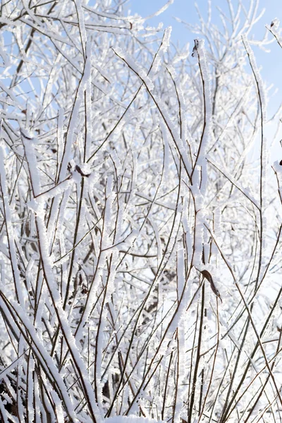 Natura, paesaggio invernale — Foto Stock