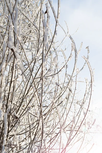 Natuur, winterlandschap — Stockfoto