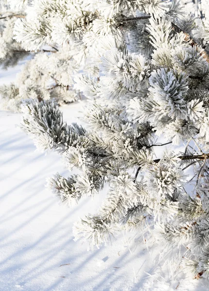 Doğa, kış manzarası — Stok fotoğraf