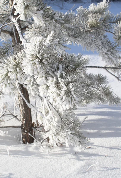 Natura, paesaggio invernale — Foto Stock