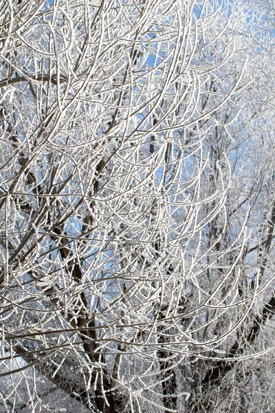 Natureza, paisagem de inverno — Fotografia de Stock