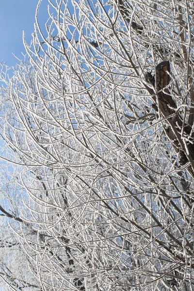 Naturaleza, paisaje invernal — Foto de Stock