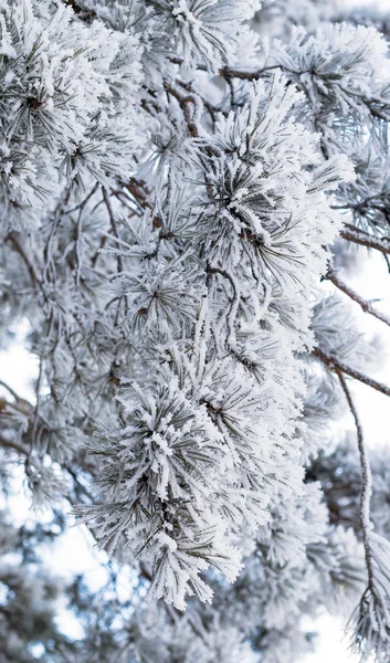 Natuur, winterlandschap — Stockfoto