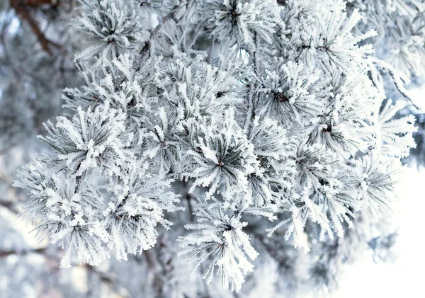 Naturen, vinterlandskap — Stockfoto