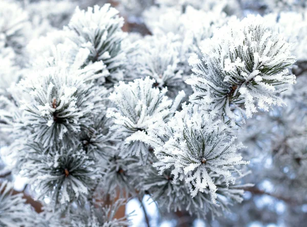 Natuur, winterlandschap — Stockfoto