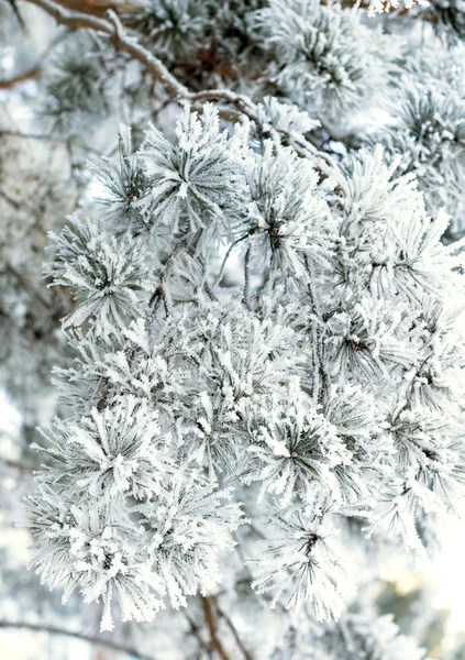 Natura, paesaggio invernale — Foto Stock