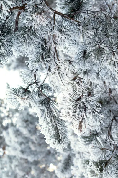 Nature, winter landscape — Stock Photo, Image