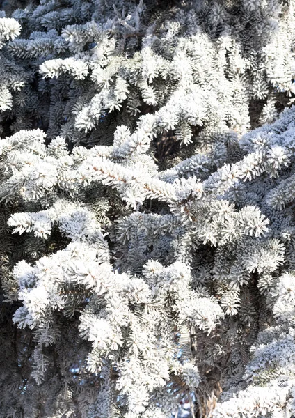 Nature, paysage d'hiver — Photo