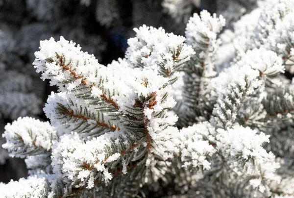 Příroda, zimní krajina — Stock fotografie