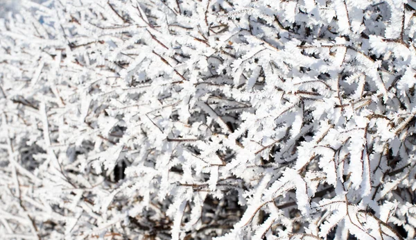 Naturen, vinterlandskap — Stockfoto