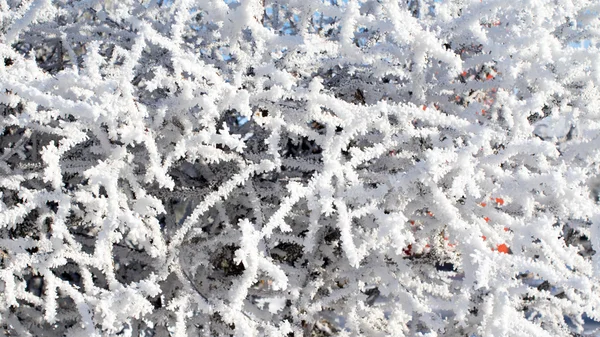Naturen, vinterlandskap — Stockfoto