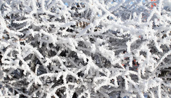 Natura, paesaggio invernale — Foto Stock