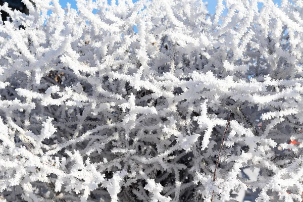 Doğa, kış manzarası — Stok fotoğraf