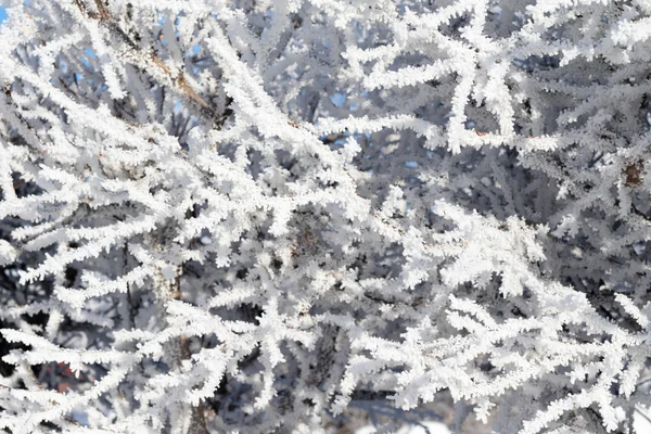 Natur, Winterlandschaft — Stockfoto