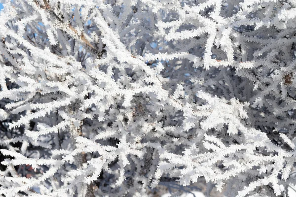 Naturen, vinterlandskap — Stockfoto