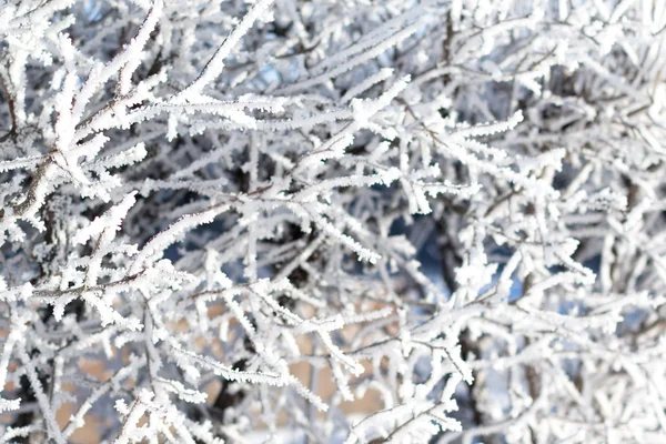 Natura, paesaggio invernale — Foto Stock