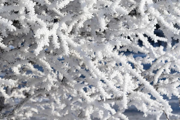 自然、冬の風景 — ストック写真