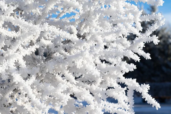 自然、冬の風景 — ストック写真