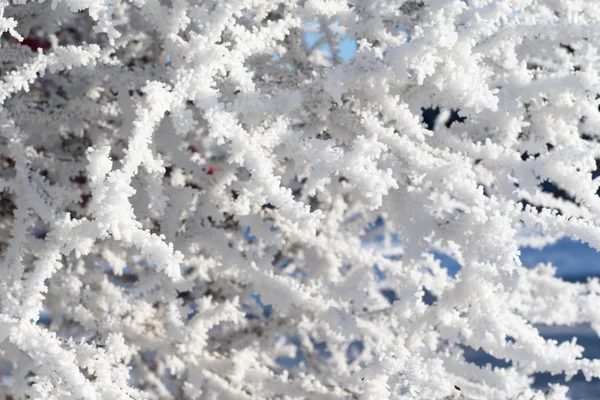 Natuur, winterlandschap — Stockfoto