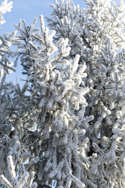 冬の雪景色 — ストック写真