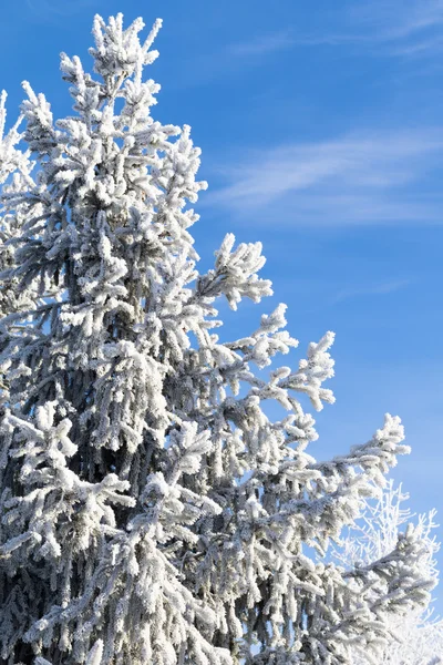 Paisaje nevado de invierno — Foto de Stock