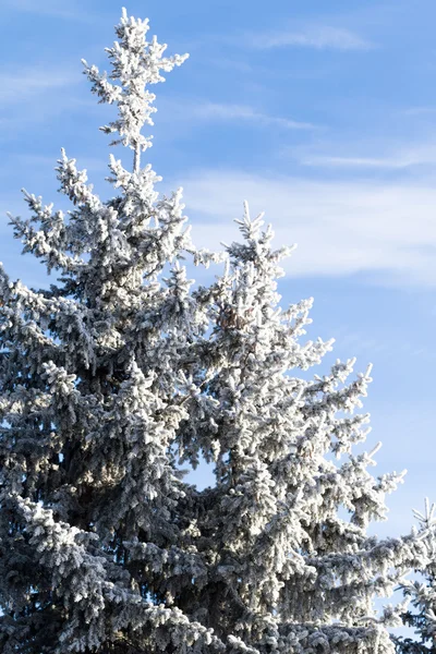 Paisaje nevado de invierno — Foto de Stock