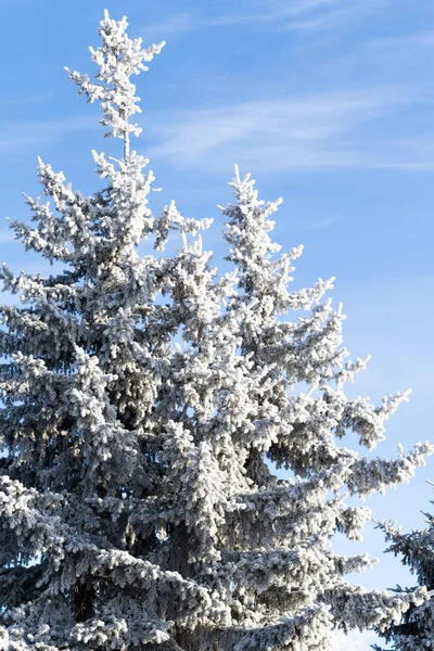 Paisaje nevado de invierno — Foto de Stock